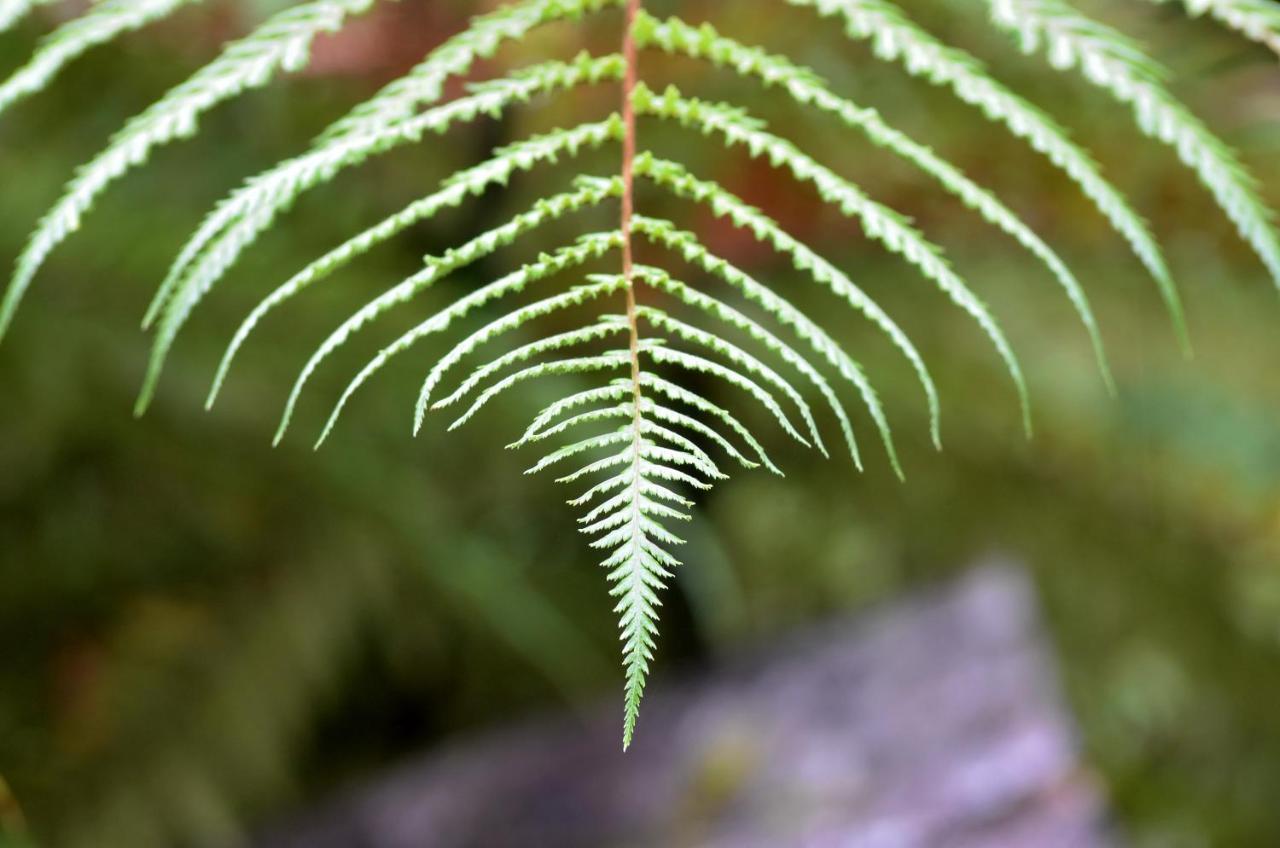 Rainforest Deluxe Franz Josef Bagian luar foto