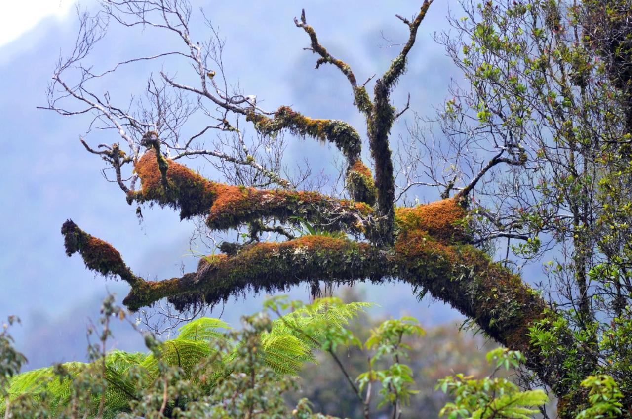 Rainforest Deluxe Franz Josef Bagian luar foto